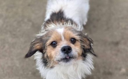 Spoti - anhänglich, treu, Dein?