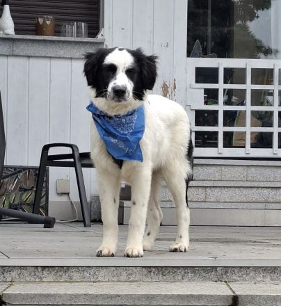 Mali sucht seine Menschen...