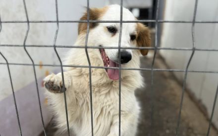 Flauschiger, liebenswerter Snow sucht seine Familie