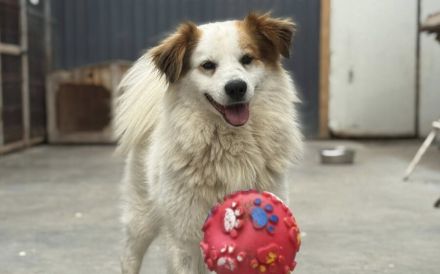 Flauschiger, liebenswerter Snow sucht seine Familie