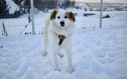 Flauschiger, liebenswerter Snow sucht seine Familie