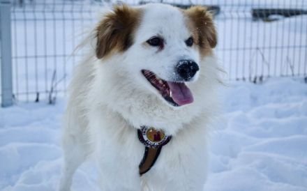 Flauschiger, liebenswerter Snow sucht seine Familie