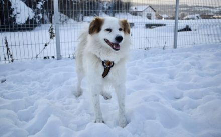 Flauschiger, liebenswerter Snow sucht seine Familie