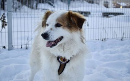 Flauschiger, liebenswerter Snow sucht seine Familie