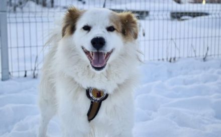 Flauschiger, liebenswerter Snow sucht seine Familie