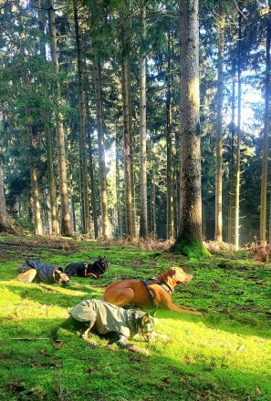 Spürhundsport-Seminar für reine Anfänger