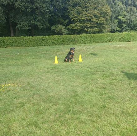 Hundeplatz Tecklenburg-Leeden