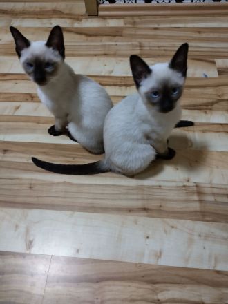 Reinrassige Siam Kitten