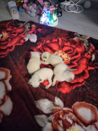 Reinrassige Siam Kitten