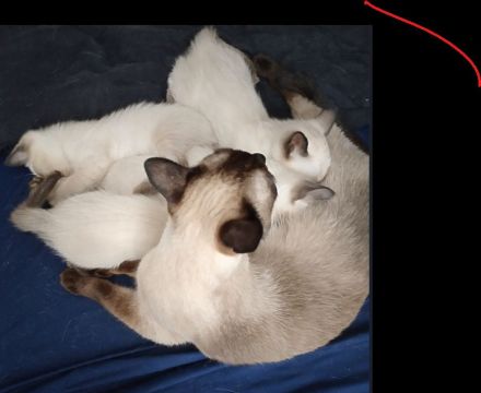 Reinrassige Siam Kitten