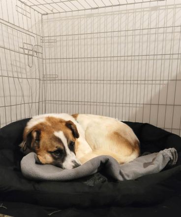 Phönix möchte ein liebevoller Begleiter werden