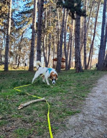 Phönix möchte ein liebevoller Begleiter werden