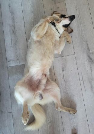 Phönix möchte ein liebevoller Begleiter werden