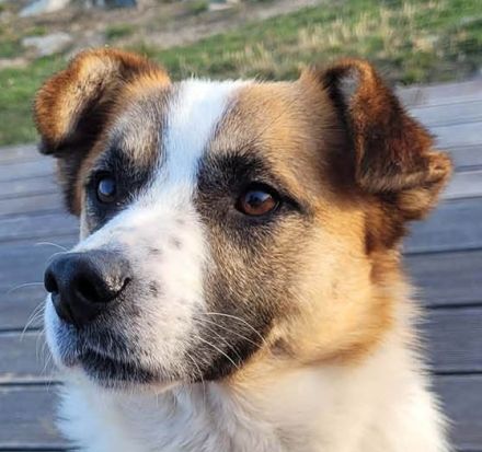 Phönix möchte ein liebevoller Begleiter werden