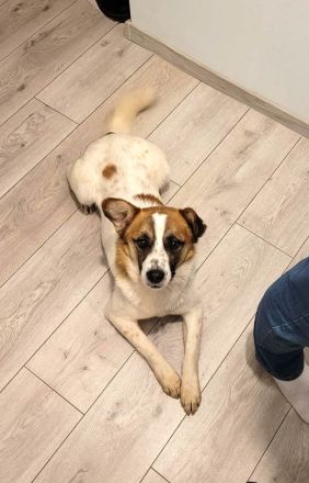 Phönix möchte ein liebevoller Begleiter werden