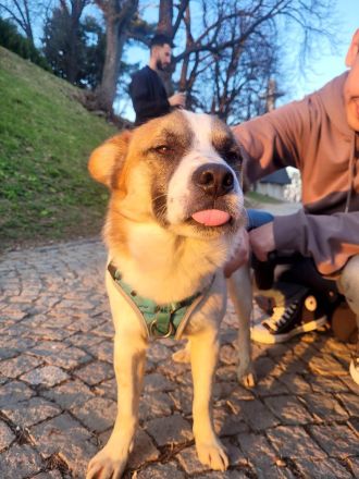 Phönix möchte ein liebevoller Begleiter werden