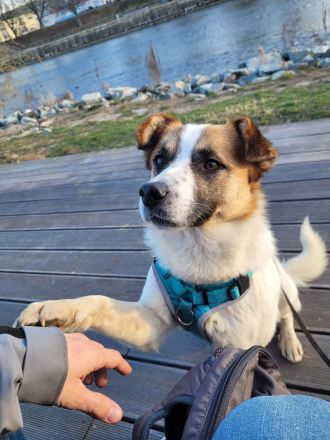 Phönix möchte ein liebevoller Begleiter werden