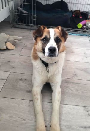 Phönix möchte ein liebevoller Begleiter werden