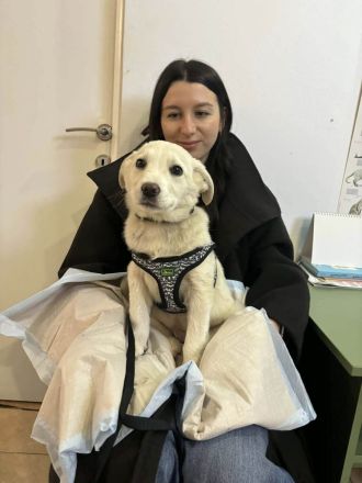 Wunderbarer Sully sucht seine zukünftige Familie