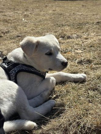 Wunderbarer Sully sucht seine zukünftige Familie