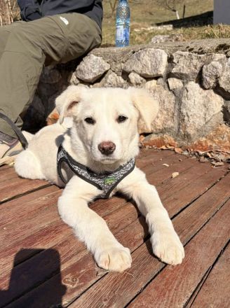 Wunderbarer Sully sucht seine zukünftige Familie