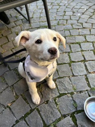 Wunderbarer Sully sucht seine zukünftige Familie