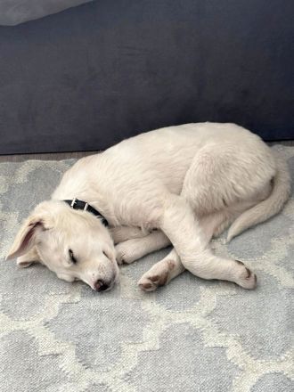 Wunderbarer Sully sucht seine zukünftige Familie