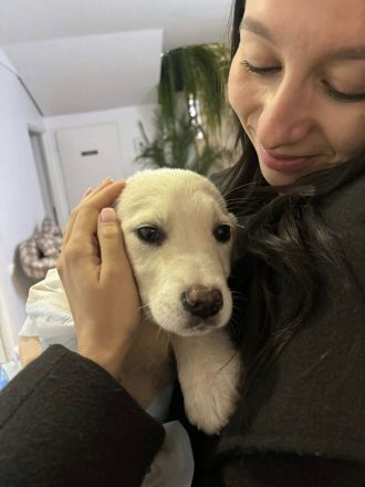 Wunderbarer Sully sucht seine zukünftige Familie