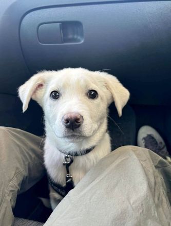 Wunderbarer Sully sucht seine zukünftige Familie