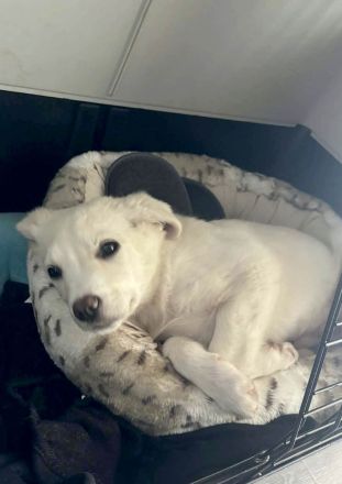 Wunderbarer Sully sucht seine zukünftige Familie