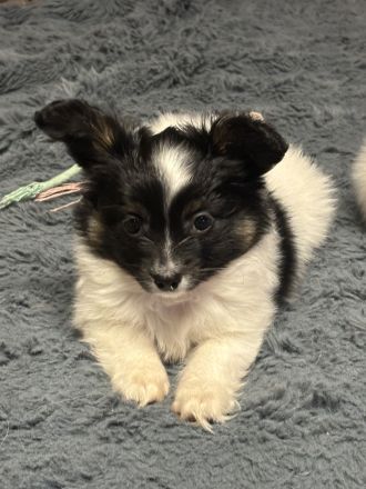 Wunderschöne Papillion Mädels suchen ein für Immerzuhause