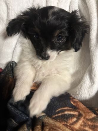 Wunderschöne Papillion Mädels suchen ein für Immerzuhause