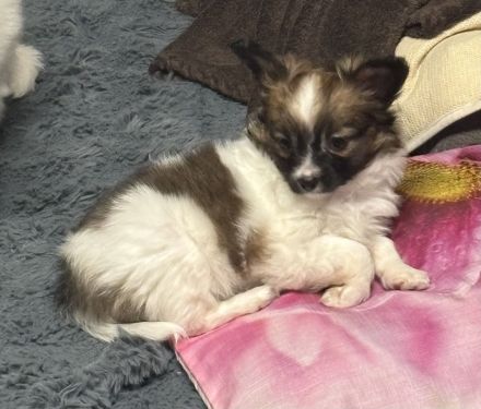 Wunderschöne Papillion Mädels suchen ein für Immerzuhause