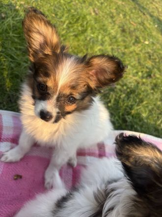 Wunderschöne Papillion Mädels suchen ein für Immerzuhause