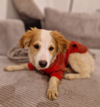 Rette Mendino - und er rettet dein Herz.