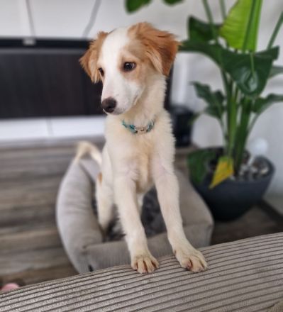 Rette Mendino - und er rettet dein Herz.