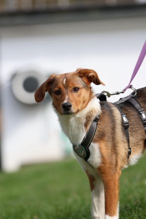 Schenkt Ihr Belana ein Zuhause....