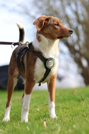 Schenkt Ihr Belana ein Zuhause....