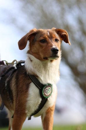 Schenkt Ihr Belana ein Zuhause....