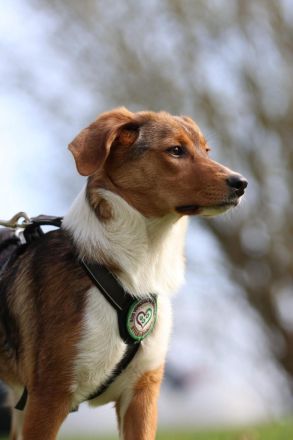 Schenkt Ihr Belana ein Zuhause....