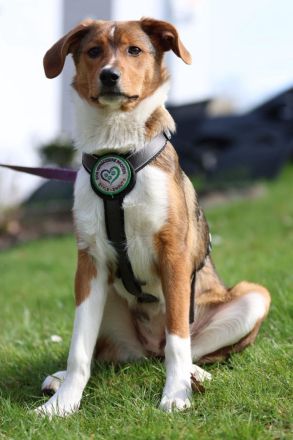 Schenkt Ihr Belana ein Zuhause....