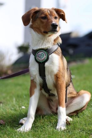 Schenkt Ihr Belana ein Zuhause....