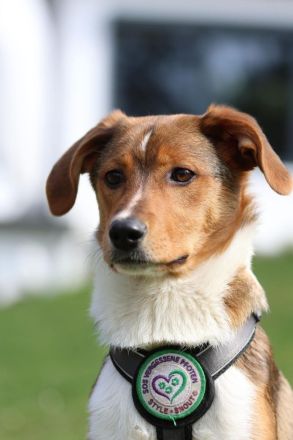 Schenkt Ihr Belana ein Zuhause....