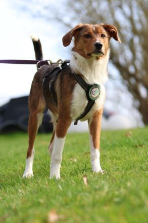 Schenkt Ihr Belana ein Zuhause....