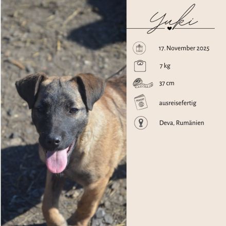 YUKI - süß, sanft, freundlich