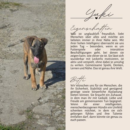 YUKI - süß, sanft, freundlich