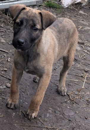 YUKI - süß, sanft, freundlich