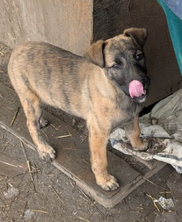 YUKI - süß, sanft, freundlich