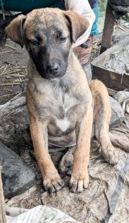 YUKI - süß, sanft, freundlich