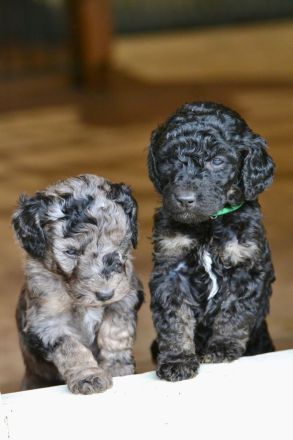 Pudelwelpen, Königspudel, Großpudel , Goldendoodle